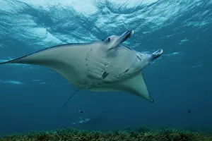 Underside Prints: Reef manta ray (Mobula alfredi) swimming over reef