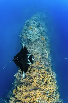 Misool Prints: Reef manta ray (Mobula alfredi) visiting a coral reef cleaning station
