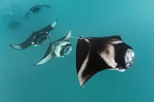Tropical Gallery: Reef manta rays (Manta alfredi) filter feeding in atoll passes and lagoons Hanifaru Bay