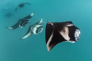 Maldive Islands Prints: Reef manta rays (Manta alfredi) filter feeding in atoll passes and lagoons Hanifaru Bay