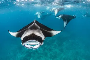 Reef manta rays (Manta alfredi) filter feeding on plankton