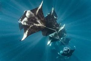 Reef manta rays (Manta alfredi) filter feeding on plankton, Dhikkurendho Reef, Raa Atoll