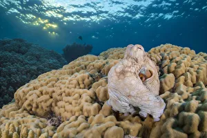 Reef octopus (Octopus cyanea) emerges from its den in a hole in a large hard coral (Porites sp