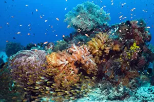 Reef with Pygmy Sweepers (Parapriacanthus ransonetti), Barrel Sponge (Xestospongia testudinaria)