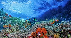Serranidae Prints: A reef top scene with breaking waves and soft corals (Fistularia)