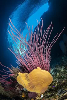 Anthrozoan Gallery: A reef scene with an orange elephant ear sponge (Ianthella basta