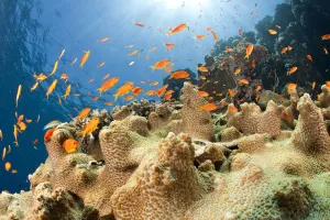 Anthias Prints: Reef and shoal of Jewel fairy basslet (Pseudanthias squamipinnis) South Point dive site