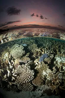 Hard Coral Gallery: Reef under the surface of shallow waters, at sunset, covered with hard corals, Brush Coral