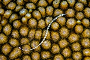 Reeftop pipefish (Corythoichthys haematopterus) swimming over hard coral (Diploastrea heliopora), Laamu Atoll, Maldives