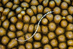 Maldive Islands Prints: Reeftop pipefish (Corythoichthys haematopterus) swimming over hard coral (Diploastrea heliopora)