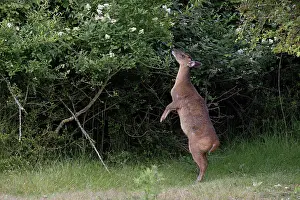 Alien Species Prints: Reeves's muntjac (Muntiacus reevesi) standing on hind legs feeding on vegetation