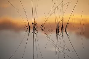 Castelein 100 Landscapes Collection: Reflection in fen on surface of water, Klein Schietveld, Brasschaat, Belgium, November
