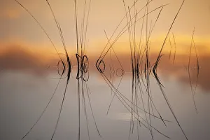 Castelein 100 Landscapes Collection: Reflection in fen on surface of water, Klein Schietveld, Brasschaat, Belgium, November