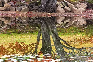 Maine Prints: Reflection of tree in pond with fallen leaves floating on surface in autumn