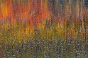 Autumn Prints: Reflections in autumn leaves in lake, Acadia National Park, Maine, USA, October