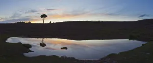 Peaceful Prints: Reflections in heathland pool. Vales Moor, Burley, New Forest National Park, Hampshire