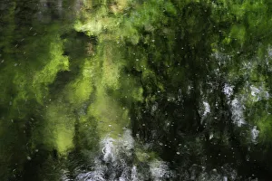 Images Dated 26th May 2009: Reflections in stream near the Schiessentmpel waterfall, Consdorf, Mullerthal, Luxembourg