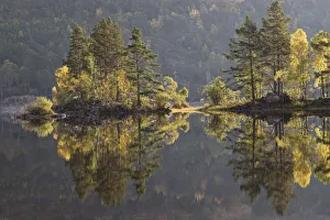 Pinus Frieseana Prints: Reflections of trees in Loch Beinn a Mheadhoin