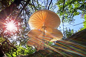 Fungus Gallery: Refracted sun rays shining through foliage on Porcelain fungus (Oudemansiella mucida), Belgium