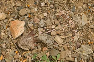 Skin Prints: Regal horned lizard {Phrynosoma solare} buried to keep cool, Sonoran desert, Arizona, USA