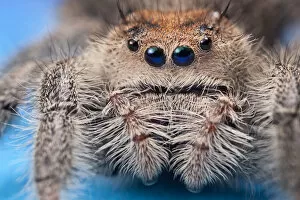 Jumping Gallery: Regal jumping spider (Phidippus regius) female originating from North America. Captive