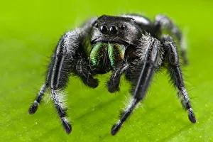 Regal jumping spider (Phidippus regius) captive male with iridescent fangs. Italy