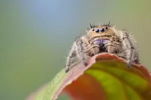 Apprehensive Gallery: Regal Jumping Spider (Phidippus regius) female. Captive, endemic to North America