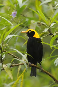 Australia Collection: Regent bowerbird (Sericulus chrysocephalus) male perched, Lamington National Park