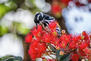 Nectaring Prints: Regent honeyeater (Anthochaera Phrygia) nectaring from a flowering Eucalyptus tree