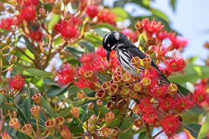 Regent honeyeater (Anthochaera Phrygia) nectaring from a flowering Eucalyptus tree, Hampton, Victoria, Australia