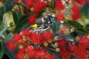 Nectaring Prints: Regent honeyeater (Anthochaera Phrygia) nectaring from a flowering Eucalyptus tree