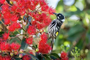 Nectaring Prints: Regent honeyeater (Anthochaera Phrygia) nectaring from a flowering Eucalyptus tree