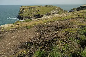 Regenerating Prints: Regrowth of vegetation on clifftop one year after major fire