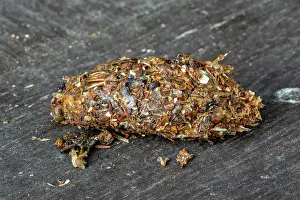 Netherlands Prints: Regurgitated pellet of Carrion crow (Corvus corone) close-up showing remains of insects and invertebrates