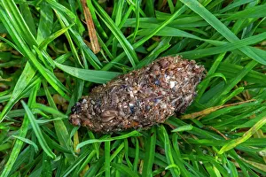 Netherlands Prints: Regurgitated pellet of Carrion crow (Corvus corone) close-up showing remains of insects and invertebrates