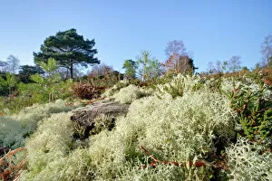 Reindeer moss (Cladonia portentosa) lichen growing on heathland around a coniferous tree stump