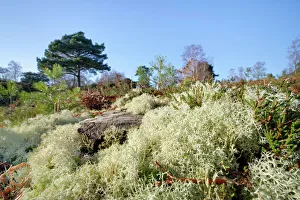 Mosses Prints: Reindeer moss (Cladonia portentosa) lichen growing on heathland around a coniferous tree stump