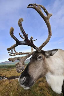 2018 April Highlights Gallery: Reindeer (Rangifer tarandus) bull reindeer with antlers in velvet, reintroduced Cairngorm