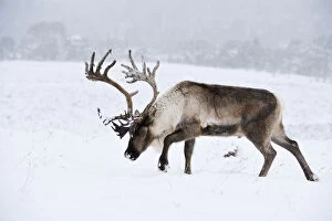 Christmas Gallery: Reindeer (Rangifer tarandus) bull in snow, Cairngorms Reindeer Herd, reintroduced