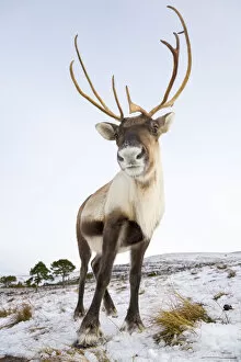 Aidan Maccormick Gallery: Reindeer (Rangifer tarandus) female near Aviemore, Cairngorms National Park, Scotland