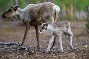 Reindeer Prints: Reindeer (Rangifer tarandus) female with newborn calf portrait