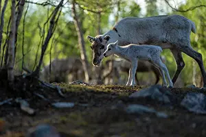 Reindeer Prints: Reindeer (Rangifer tarandus) female with newborn calf portrait