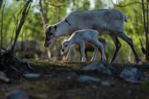 Reindeer Prints: Reindeer (Rangifer tarandus) female with newborn calf portrait