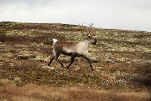 Reindeer Prints: Reindeer (Rangifer tarandus) female running during rut