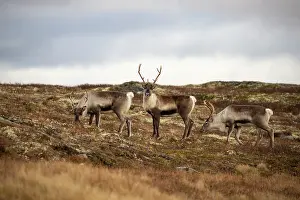 Reindeer Prints: Three Reindeer (Rangifer tarandus) females grazing during rut