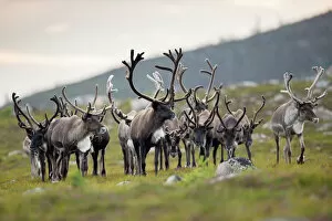 UK Wildlife August Gallery: Reindeer (Rangifer tarandus) herd, antlers in velvet, walking across upland moor, Cairngorms