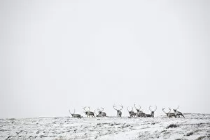 Images Dated 2nd October 2008: Reindeer (Rangifer tarandus) herd in distance in snow, Forollhogna National Park