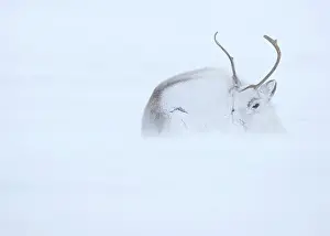 Reindeer Prints: Reindeer (Rangifer tarandus) hunkering down in snow during blizzard