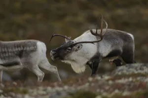 Cervids Prints: Reindeer (Rangifer tarandus) male sniffing at female in oestrus, Forollhogna National Park