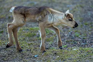 Reindeer Prints: Reindeer (Rangifer tarandus) newborn calf